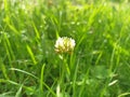 Trifolium repens, theÂ white clover (also known asÂ Dutch clover,Â Ladino clover, orÂ Ladino)